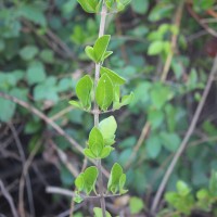 Volkameria inermis L.